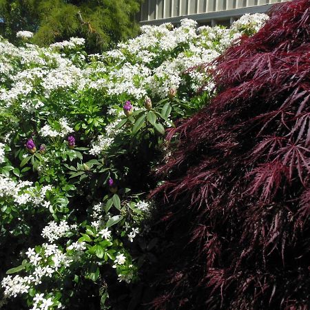كريستتشيرش Garden Bed And Breakfast المظهر الخارجي الصورة