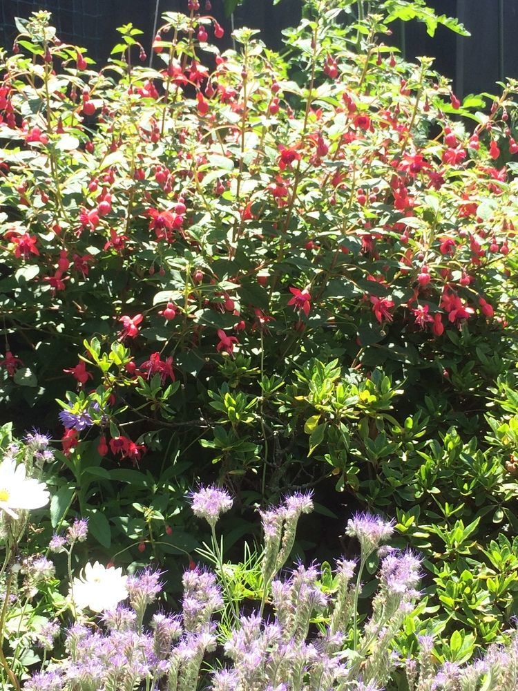 كريستتشيرش Garden Bed And Breakfast المظهر الخارجي الصورة