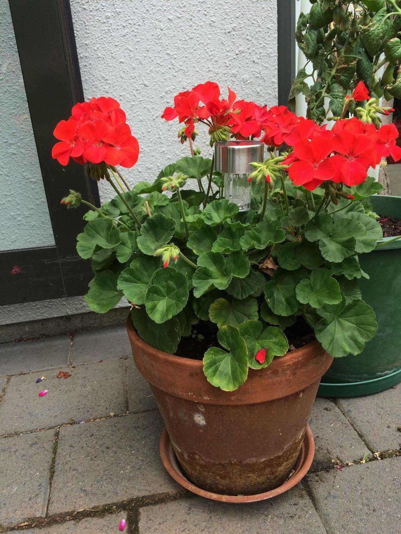 كريستتشيرش Garden Bed And Breakfast المظهر الخارجي الصورة