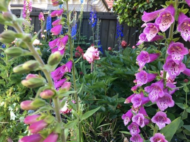 كريستتشيرش Garden Bed And Breakfast المظهر الخارجي الصورة