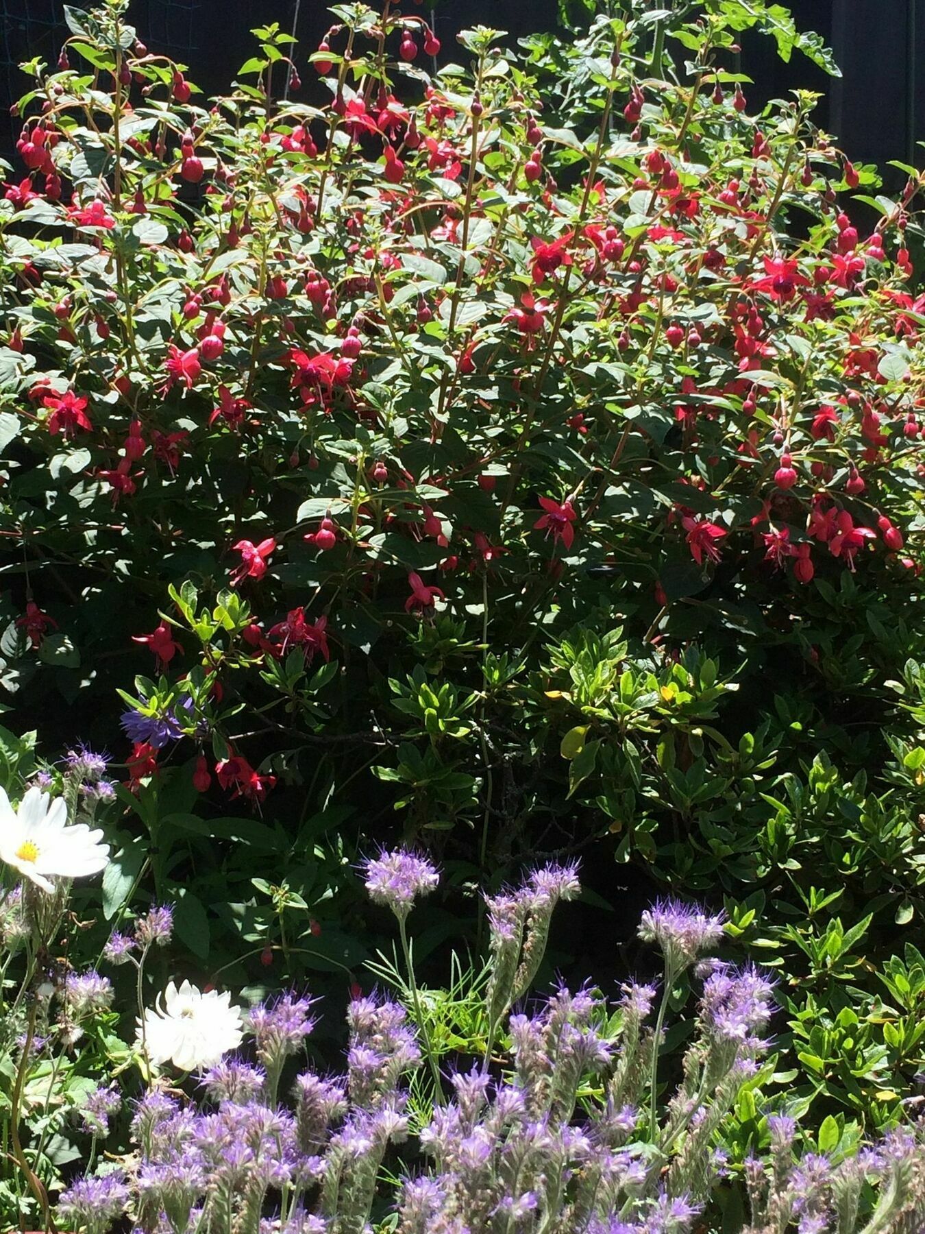 كريستتشيرش Garden Bed And Breakfast المظهر الخارجي الصورة